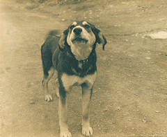 Patagonian Dog